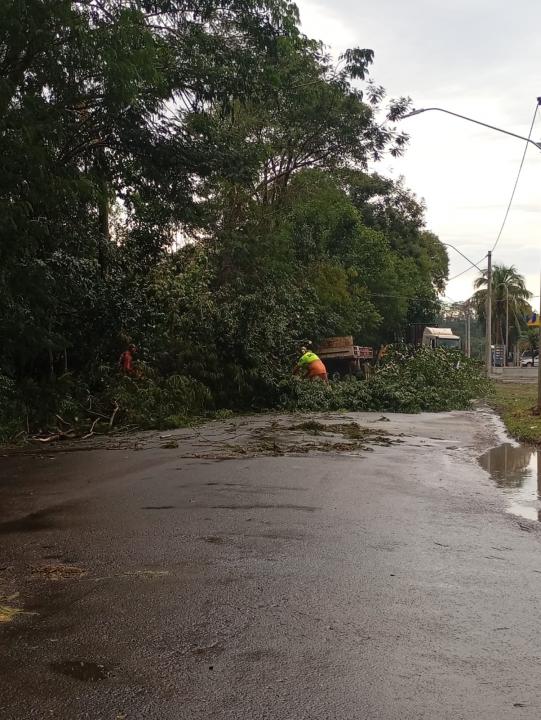 Foto 29 de 29 — Tempestade derruba dezenas de árvores e causa prejuízos em Boa Esperança do Sul